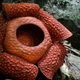 Illustration for article titled Parasitic plants actually steal the genes of their hosts
